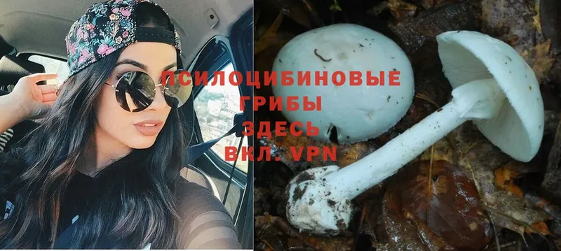 это состав  наркошоп  Астрахань  Галлюциногенные грибы Cubensis 